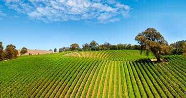 The Barossa Vineyards