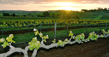 Sunrise Over The Vines