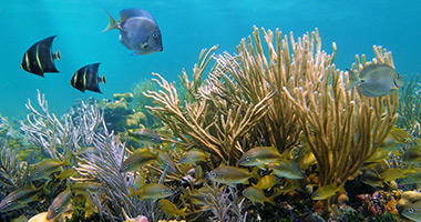 Explore the French Polynesian Waters