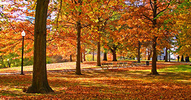 Spectacular Fall Foliage