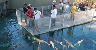 Crocosaurus Cove