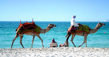 Camels on the Beach