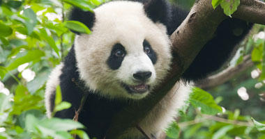 Giant Panda
