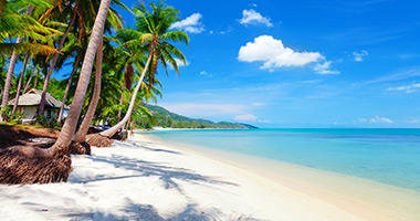 Paradise With Coconut Palms