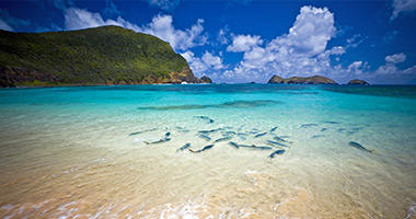 School of King Fish