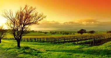 Explore the Barossa Valley