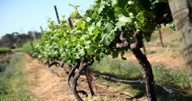 Hunter Valley Winery