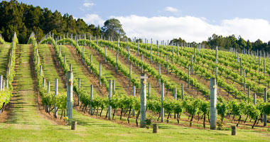 Winery on Waiheke Island