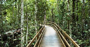 Daintree Rainforest Boardwalk