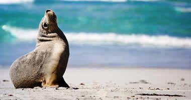 Kangaroo Island