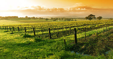 Yarra Valley Vineyards