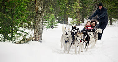 Dog Sledding in Alberta