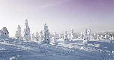 Picturesque Pine Forests