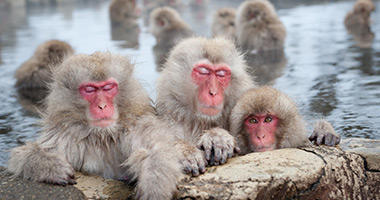 Snow Monkeys