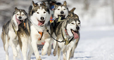 Go Sledding With the Huskies