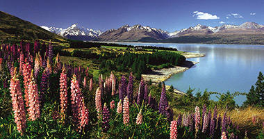 Lovely Lupins, Mt Cook