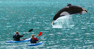 Kayak with the Whales