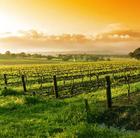 Vineyard, Yarra Valley
