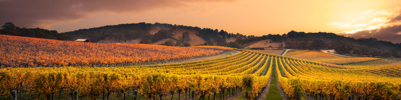 Vineyards in the Barossa Valley, South Australia