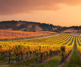 Vineyards in the Barossa Valley, South Australia