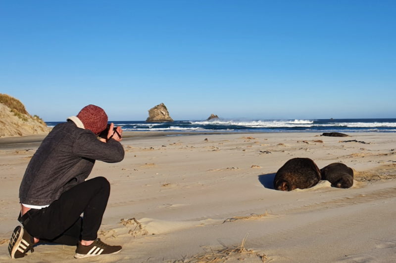 Sea Lions taking their afternoon naps on Sandfly Bay